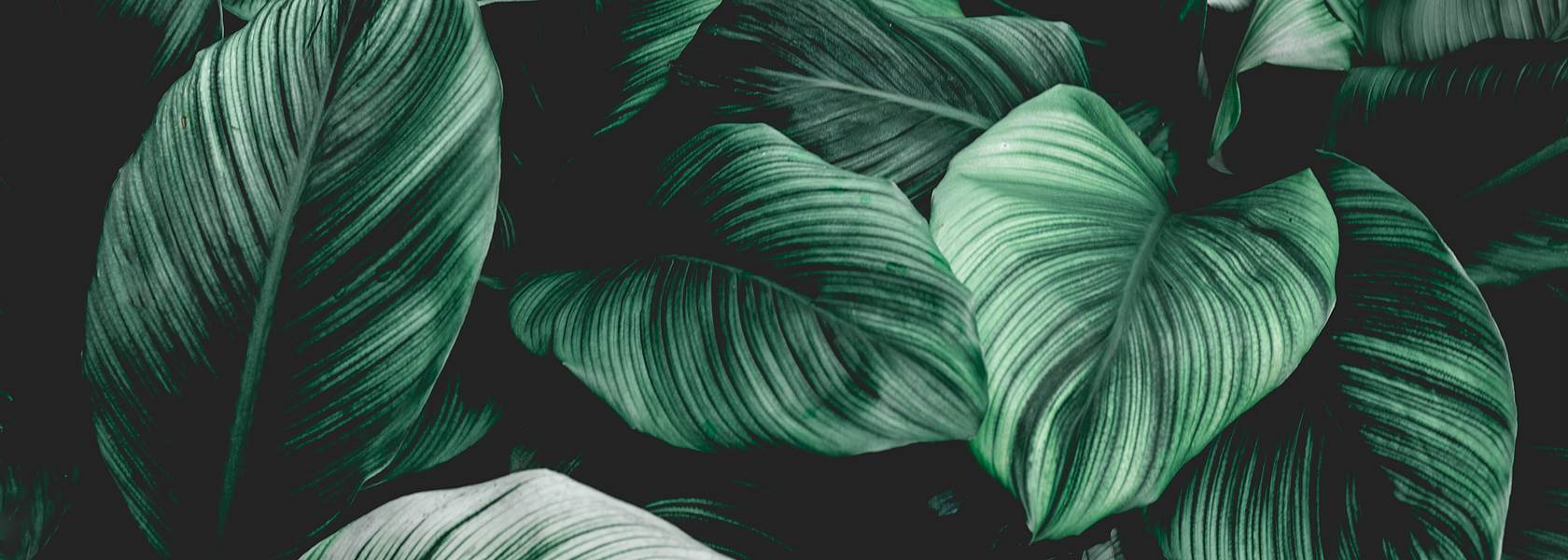 green-leaves-1680x600